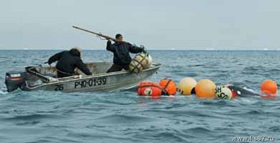 Более 50 млн направлено на поддержку морзверобойного промысла на Чукотке в 2016 году