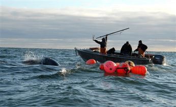 Губернатор Чукотки пообещал поддержку оленеводам и морзверобоям 