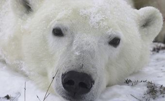 На Чукотке из-за пьяной женщины застрелили белого медведя