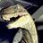 Raptor