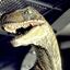 Raptor