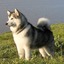 Солнцелик