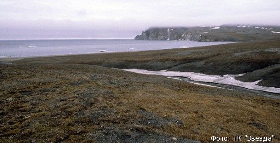 Экологи ВВО отправятся на остров Врангеля в начале июня