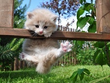 Котёнок из парка