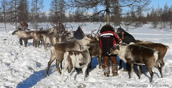 На Чукотке началась подготовка к отёлу оленей