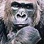 Ape