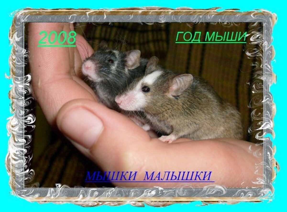 Мышки-малышки