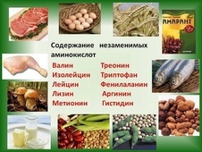 Аминокислоты