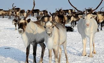 На Чукотке началась весенняя корализация оленей