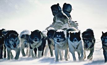 На Чукотке стартовала гонка на собачьих упряжках «Надежда-2012»