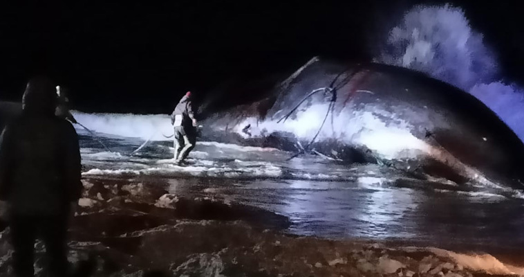 Кита размером с самолет добыли  морзверобои в Чукотском районе