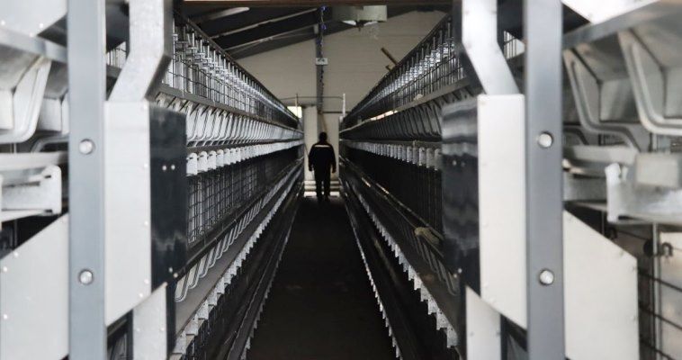 Первая птицефабрика начала работу в Билибинском районе
