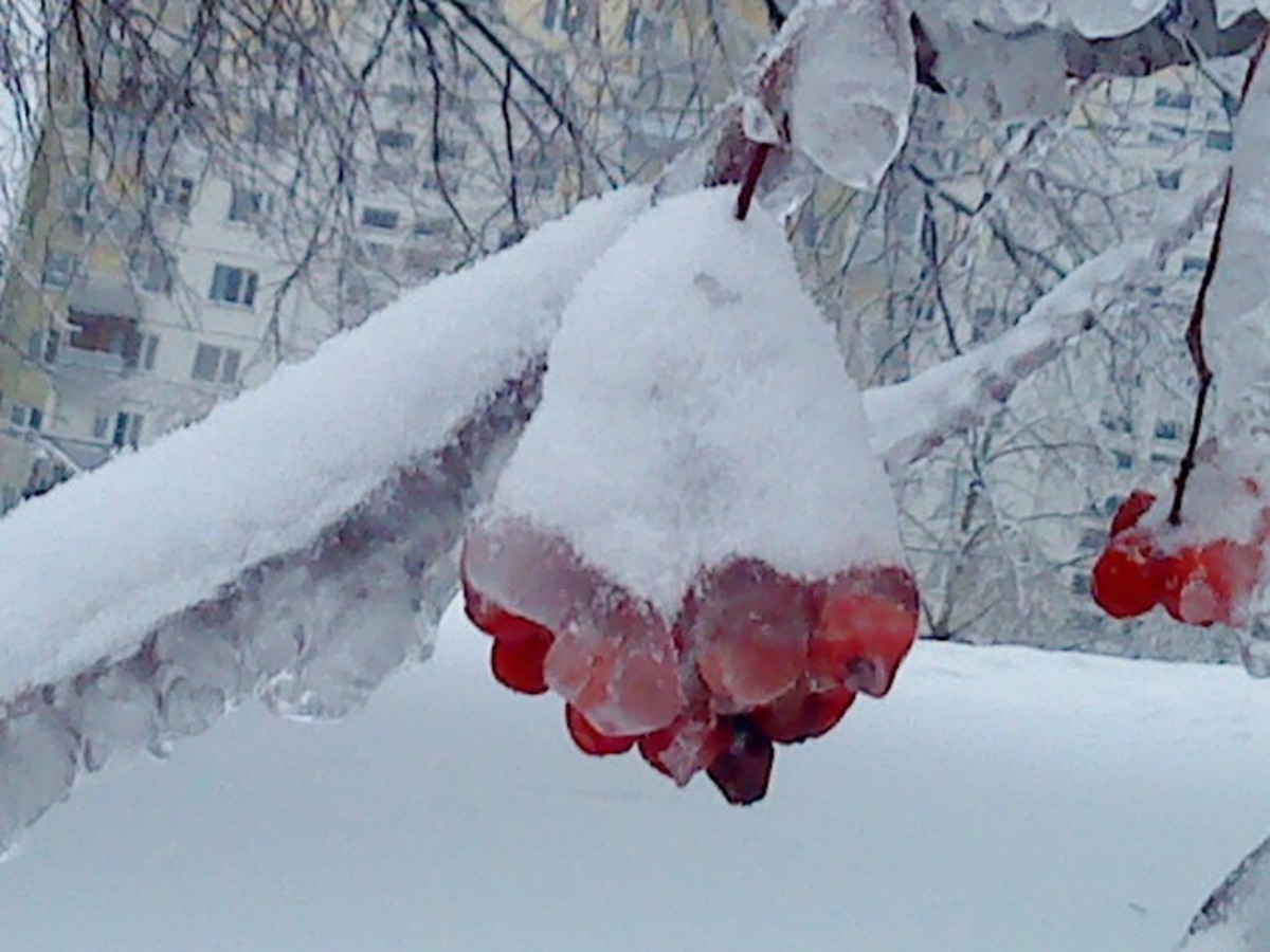 с новым 2011 годом чукоты!!!!!!!!!!!!!