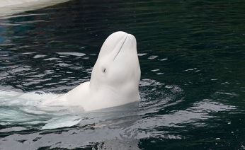 Послушать белух можно будет на Чукотке
