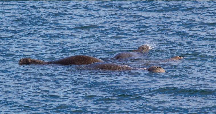 Косатки несколько дней держали в "плену" моржей близ посёлка Провидения