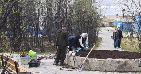 Около четырёх тысяч цветов высадят на улицах Билибино