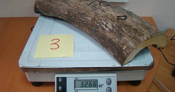 Житель Чукотки и его подельник заплатят более ста миллионов рублей за бивни мамонта